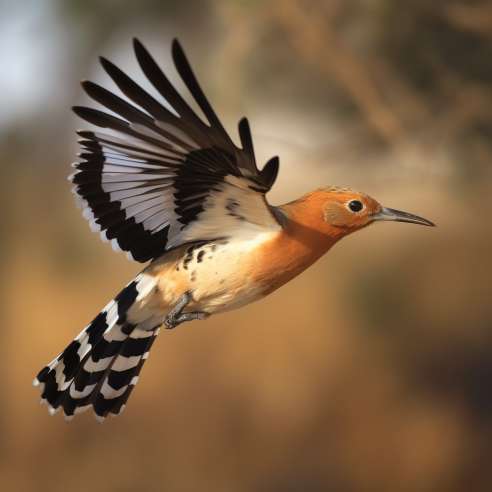 The Hoopoe, Amazing Bird Species
