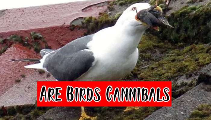 Are Birds Cannibals