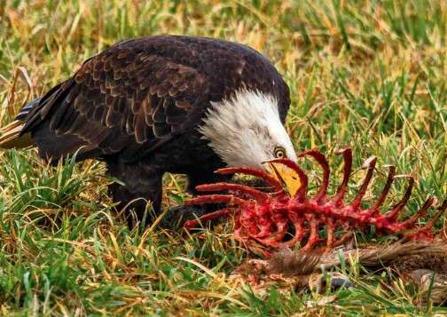 Are Birds Cannibals? Eagle hunt animal