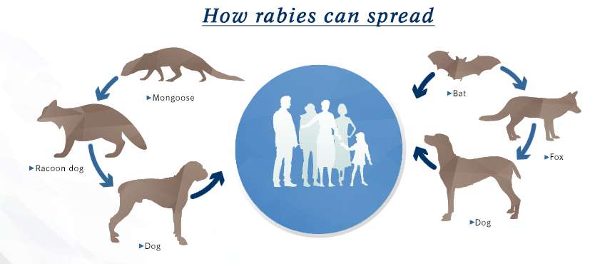 how Rabies spread