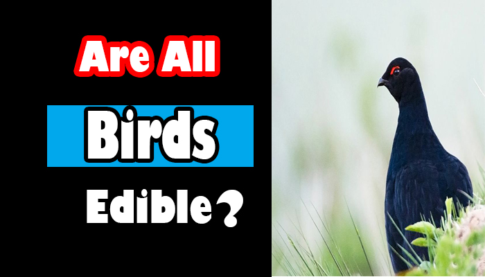 Are All Birds Edible
