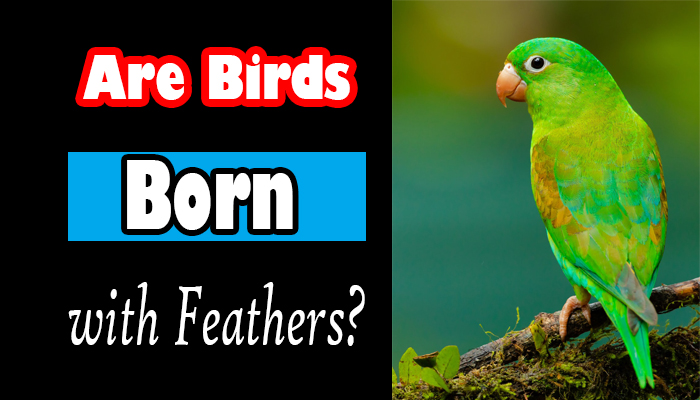 Are Birds Born with Feathers