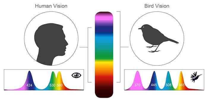 Bird Vision vs. Human Vision