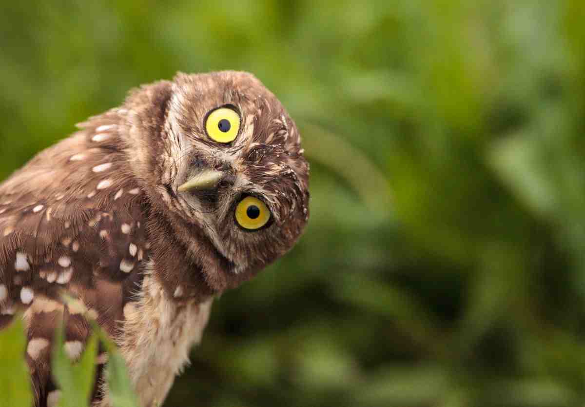 Can Birds Move Their Eyes?