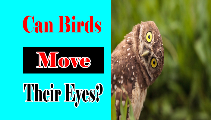 Can Birds Move Their Eyes