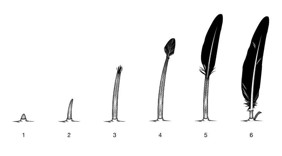 The Development of Feathers in Birds