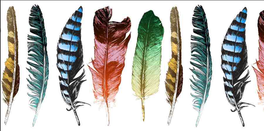 The Importance of Feathers for Birds