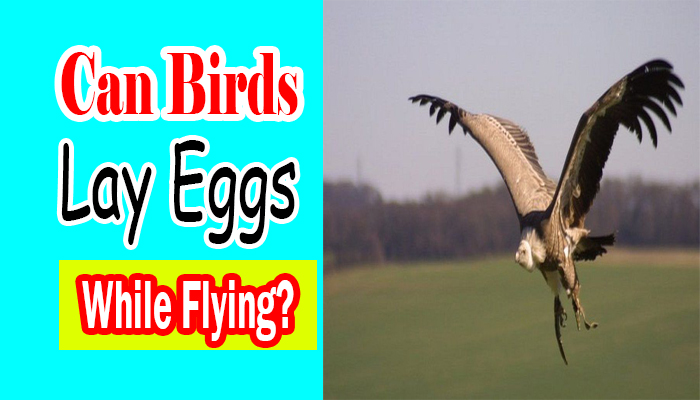 Can Birds Lay Eggs While Flying
