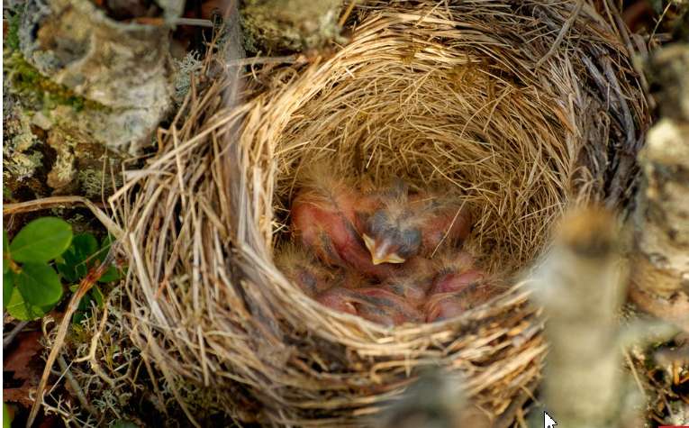Reasons for Moving a Bird's Nest