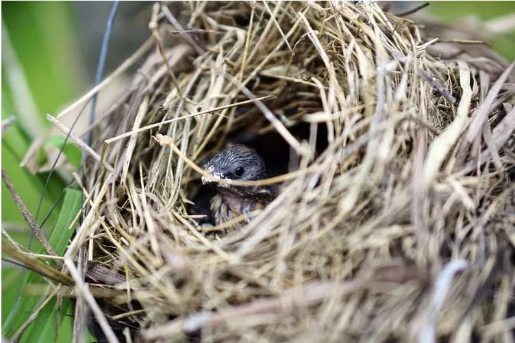 Assessing the Nest