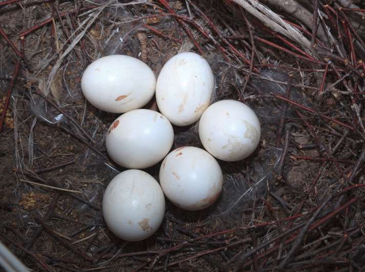 Types of Bird Eggs