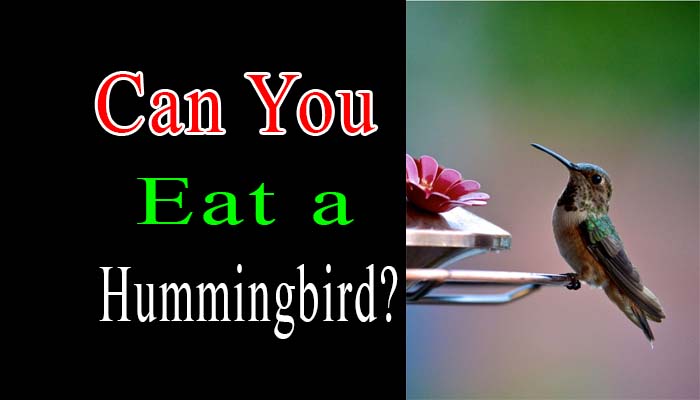 Can You Eat a Hummingbird