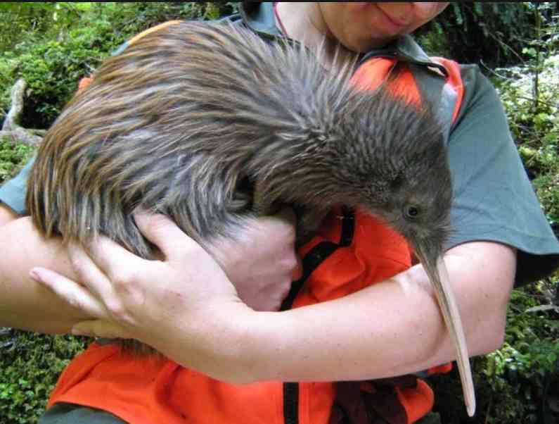 Can You Have a Kiwi Bird as a Pet?