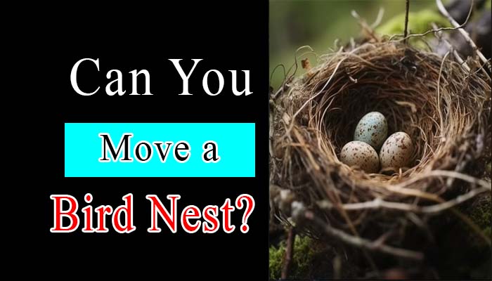 Can You Move a Bird's Nest