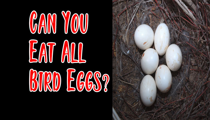 Can You Eat All Bird Eggs