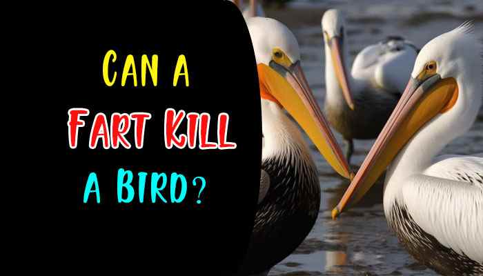 Can a Fart Kill a Bird