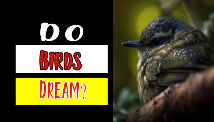Do Birds Dream