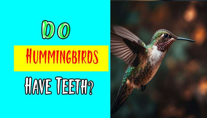 Do Hummingbirds Have Teeth