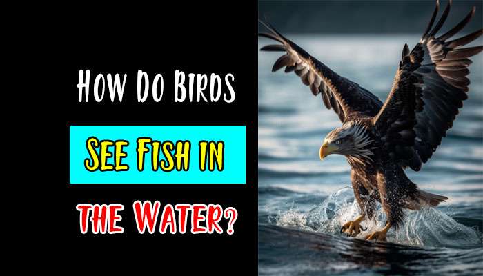 How Do Birds See Fish in the Water