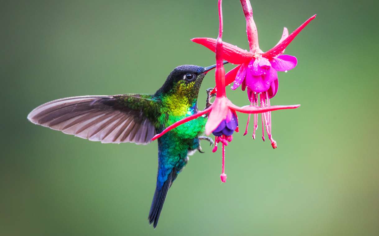 The Ecological Importance of Hummingbirds
