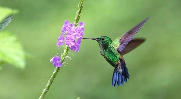 Hummingbird Diet