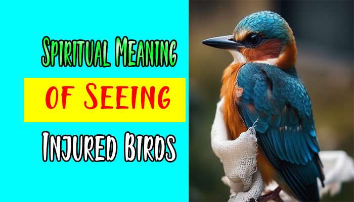 Spiritual Meaning of Seeing Injured Birds