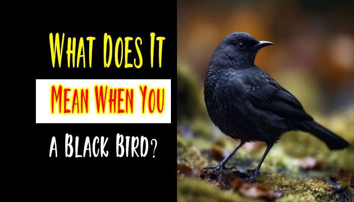 What Does It Mean When You See a Black Bird