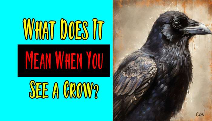 What Does It Mean When You See a Crow