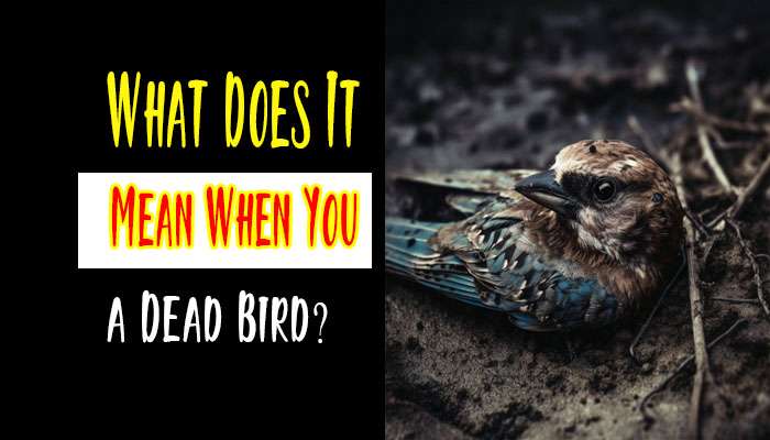 What Does it Mean When You See a Dead Bird