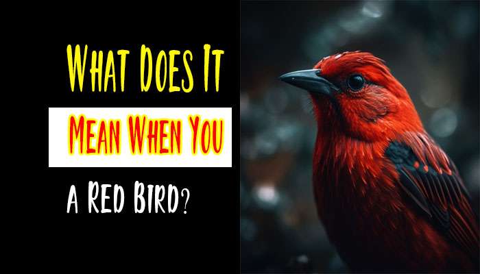 What Does it Mean When You See a Red Bird