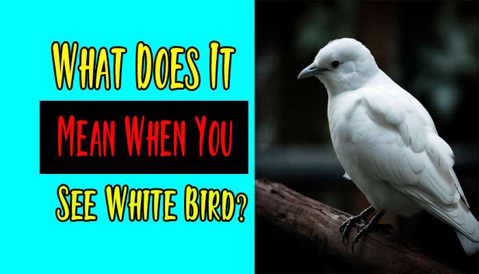 What Does it Mean When You See a White Bird
