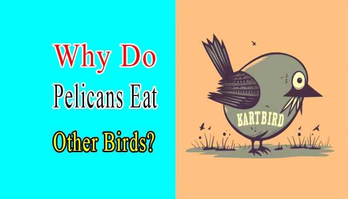 Why Do Pelicans Eat Other Birds?
