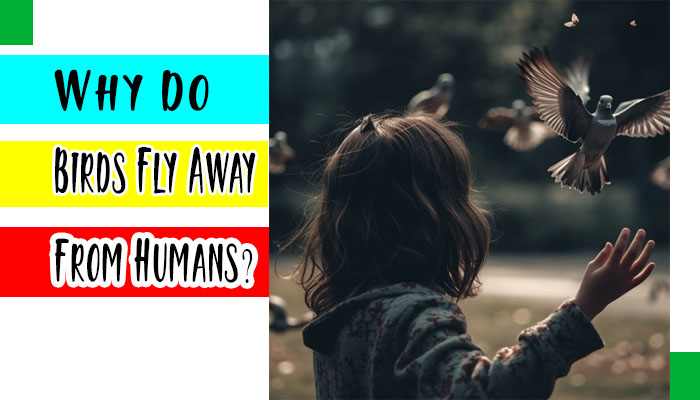 Why Do Birds Fly Away From Humans?