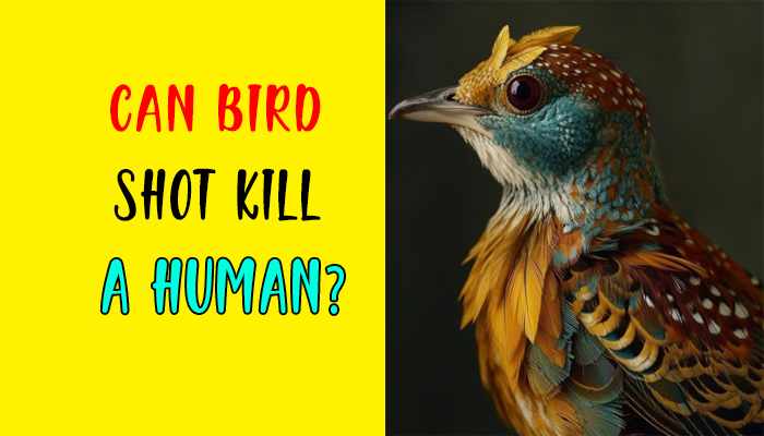 Can Bird Shot Kill a Human