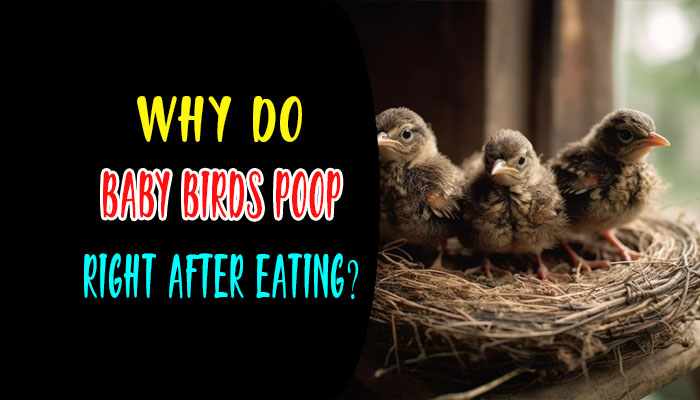 Why Do Baby Birds Poop Right After Eating