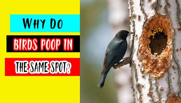 Why Do Birds Poop in the Same Spot?